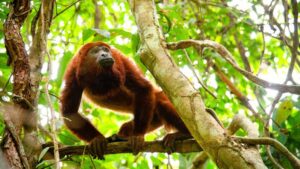 Monos aulladores en el quindio