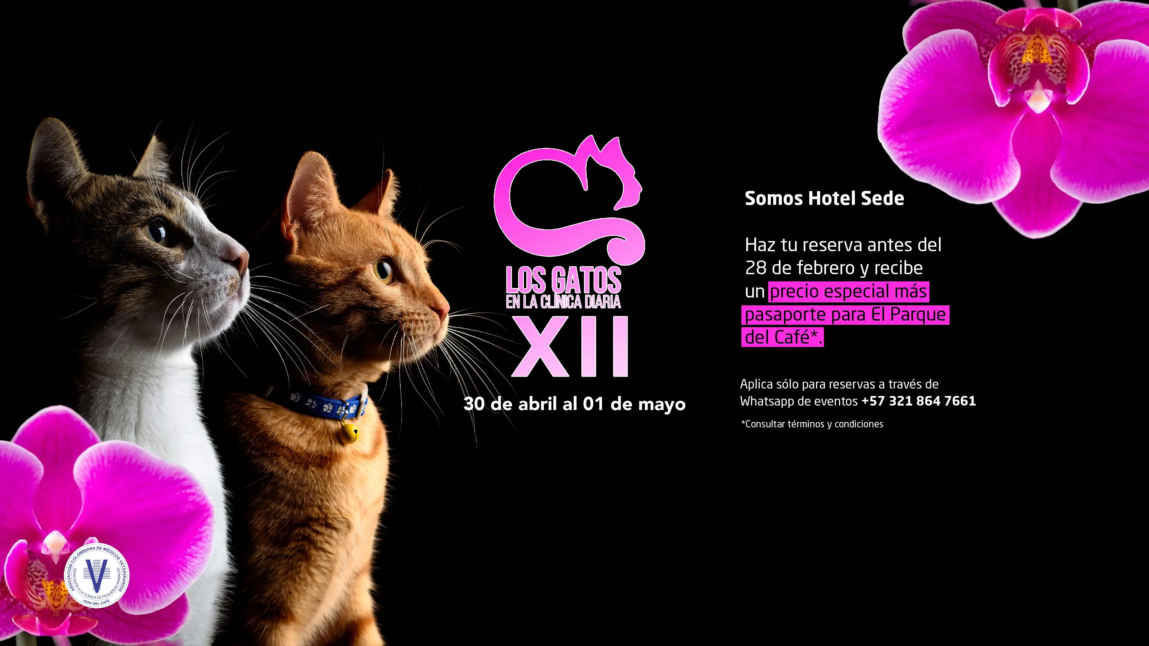 Congreso los gatos en la clinica diaria